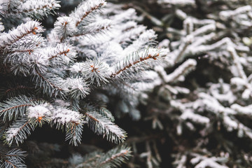 Spruce green twigs of an evergreen pine tree in the snow.