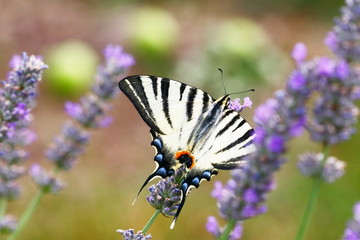 Segelfalter auf Lavendel