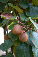 Actinidia deliciosa