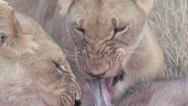 Mother and daughter lioness eating waterbuck intestine in Maasai Mara reserve