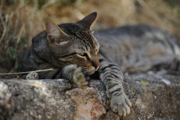 gato