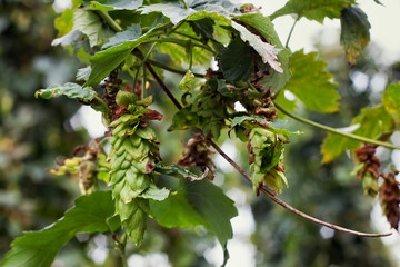 Growing green hops on a farm for brewing beer and for other food production.