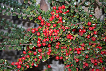Obraz premium Cotoneaster horizontalis