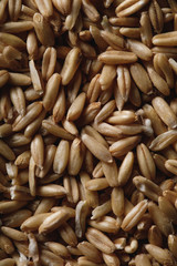close up of oat groats as textured background with copy space