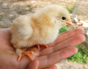 A nice baby chicken in the boy's hand