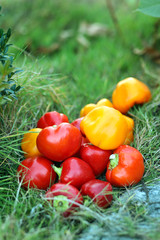 harvesting. autumn. Red pepper