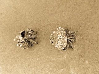 hermit crabs on the coast of Vietnam
