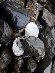 Muschel zwischen Steinen