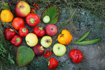 harvesting. autumn. Red pepper