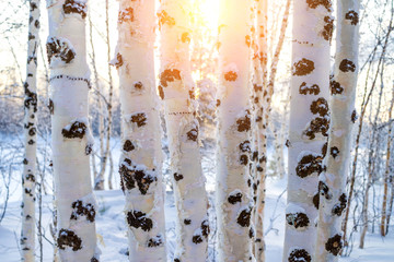 Winter landscape with snowy trunks of birch tree. Birch trees at sunset