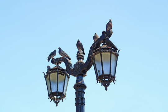Group of Pigeons Relaxing on the Gorgeous Vintage Style Street Lamps, Santiago, Chile 