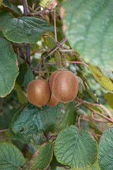 Fototapeta premium Actinidia deliciosa