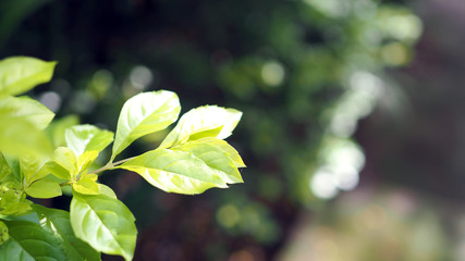 Green leaf background.