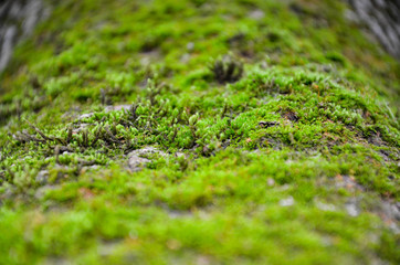 moss on the wall