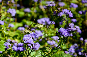 purple flowers in the garden