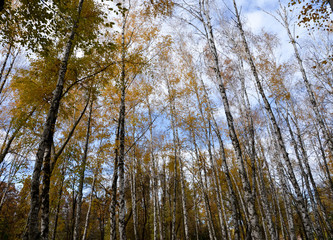 trees in autumn