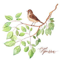 Painted Watercolor Cape Sparrow in a tree
