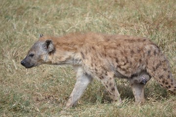 Fototapeta premium Hyäneweibchen Ngorongoro