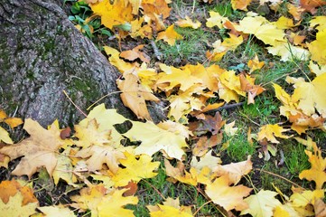 autumn leaves on grass