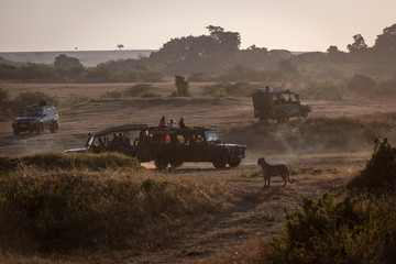 Fototapeta premium Leopard watching four safari trucks on savannah