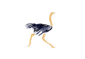 Fototapeta premium Watercolor Ostrich Animal African