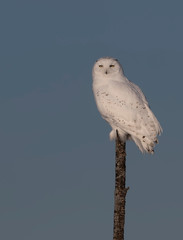 Male Snowy owl (Bubo scandiacus) isolated against a blue background perched on top of a tree in winter in Ottawa, Canada