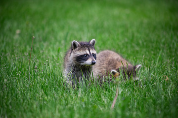 Curious racoon