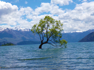 Wanaka Tree. Drzewo zatopione w jeziorze. Nowa Zelandia/11.2018 © Kiyo45
