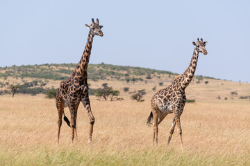 Obraz na płótnie Canvas Male and female giraffe crossing grassland side-by-side