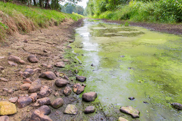 Dutch stream with low water level in summer