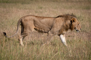 Fototapeta na wymiar Male lion in profile walking across savannah