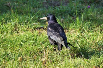 crow on grass