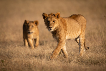 Fototapeta na wymiar Male lion walks in grass with lioness