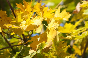 yellow flowers in garden