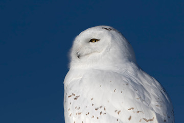Male Snowy owl (Bubo scandiacus) closeup and isolated against a blue background perched on a wooden post in winter in Ottawa, Canada