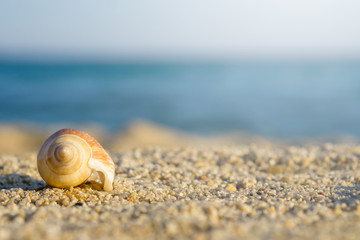 Shell on sand at the beach. Blue sea on background