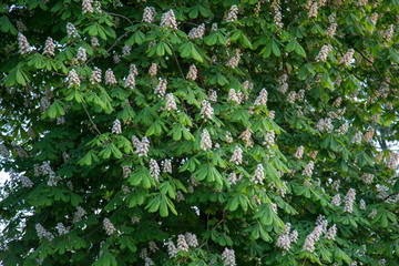 kwitnące drzewo kasztanowca, kasztan, białe kwiaty © Arkadiusz