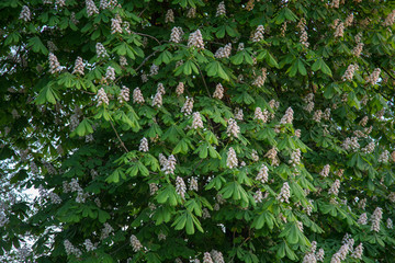 kwitnące drzewo kasztanowca, kasztan, białe kwiaty © Arkadiusz