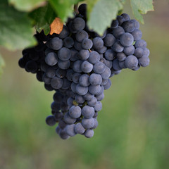 blue bunch of grapes on the vine