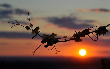 vine in the sunset