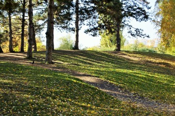 Naklejka premium path in the forest