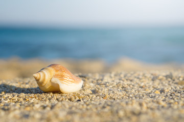 Shell on sand at the beach. Blue sea on background