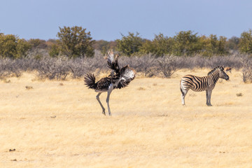 A male ostrich ( Struthio Camelus) completes his mating ritual with a flourish of his large wings, Etosha National Park, Namibia.