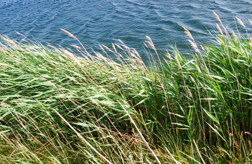 Obraz premium Laesoe / Denmark: The reed grass on the banks of the Fannemand canal is waving in the strong coastal wind