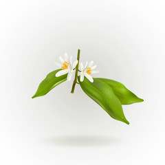 Blossoming citrus plant branch isolated on white background. Realistic Vector Illustration - 238548911