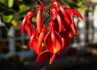 Bright red flowers of Erythrina crista-galli or cockspur coral tree  native to Argentina, Uruguay, Brasile e Paraguay, with spiny branches and  inflorescences rich in nectar