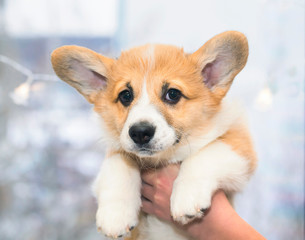 Naklejka na ściany i meble portrait of a cute puppy Corgi with frightened eyes and big ears holding hands