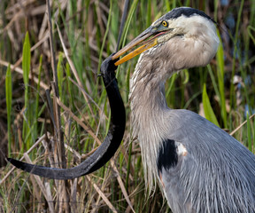 Great Blue Heron with Lamprey