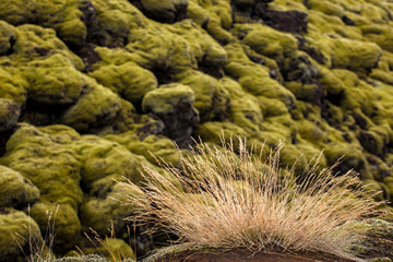 Iceless landscape with moss, lava, stone and lichen.