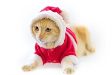Christmas cat in santa suite on white background